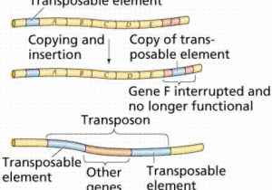 Gene Regulation and Expression Worksheet Answers together with Gene Control