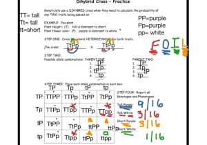 Genetic Crosses Worksheet and Genetic Crosses Worksheet Answers Worksheet for Kid