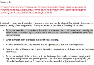 Genetic Engineering Simulations Worksheet Answers Also Biology Archive April 25 2017
