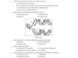 Genetics and Biotechnology Chapter 13 Worksheet Answers Also Wunderbar Chapter 11 Anatomy and Physiology Practice Test Galerie