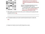Genetics and Biotechnology Chapter 13 Worksheet Answers as Well as 15 1 3 Study Guide Ans