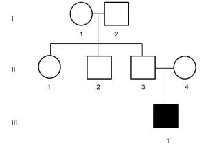 Genetics Pedigree Worksheet Key Along with All About Pedigrees Pedigrees for Predicting Genetic Traits