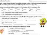 Genetics Worksheet Answer Key and Spongebob Genetics Worksheet Answers Kidz Activities
