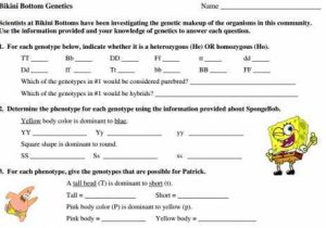 Genetics Worksheet Answer Key and Spongebob Genetics Worksheet Answers Kidz Activities