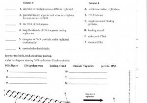Genetics Worksheet Answer Key or Ziemlich Study Guide for Human Anatomy and Physiology Answers