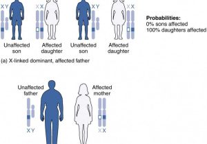 Genetics X Linked Genes Worksheet Along with Patterns Of Inheritance