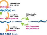 Genetics X Linked Genes Worksheet or Central Dogma Of Molecular Biology