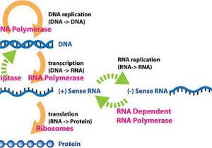 Genetics X Linked Genes Worksheet or Central Dogma Of Molecular Biology