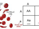 Genetics X Linked Genes Worksheet together with Blood Disorders
