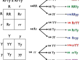 Genetics X Linked Genes Worksheet with File Dihybrid Cross Tree Method Wikimedia Mons