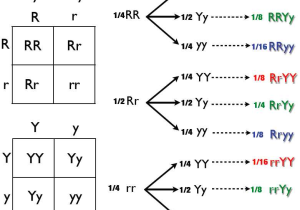 Genetics X Linked Genes Worksheet with File Dihybrid Cross Tree Method Wikimedia Mons