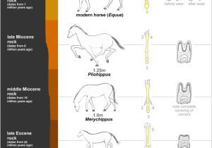 Geologic Time Scale Worksheet Answers and Evolution Of the Horse