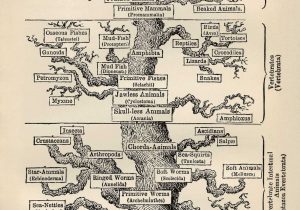 Geologic Time Scale Worksheet Answers together with File Tree Of Life by Haeckel Wikimedia Mons