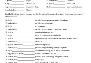 Glencoe Geometry Chapter 4 Worksheet Answers and Protein Synthesis and Amino Acid Worksheet Answer Key Luxury 712