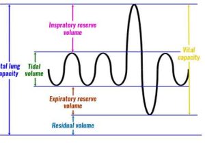 Graphing the Tides Worksheet Answers Along with Respiratory Volumes