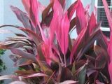 Growing Media for Landscape Plants Worksheet Along with 43 Best south Florida Gardening Zone 10 Images On Pinterest