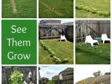 Growing Media for Landscape Plants Worksheet Along with 54 Best Fast Growing Plants for Privacy Images On Pinterest
