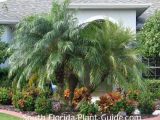 Growing Media for Landscape Plants Worksheet Also 43 Best south Florida Gardening Zone 10 Images On Pinterest