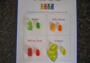 Gummy Bear Science Experiment Worksheet Also Science Project Grow A Gummy Bear