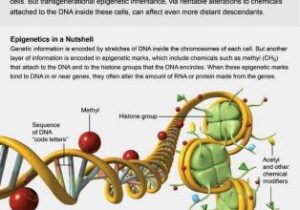 Harry Potter Genetics Worksheet together with 525 Best Genetics Images On Pinterest