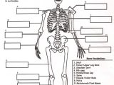 Health Worksheets Pdf and Nett Anatomy and Physiology Skeletal System Worksheets Galerie