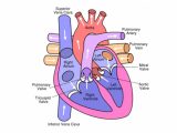 Heart Valves and the Cardiac Cycle Worksheet Answers Along with Circulatory System the Heart Cardiovascular System Tainted L
