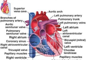 Heart Valves and the Cardiac Cycle Worksheet Answers Along with orbital Septum Anatomy Image Collections Human Learni Ana