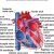 Heart Valves and the Cardiac Cycle Worksheet Answers Along with orbital Septum Anatomy Image Collections Human Learni Ana