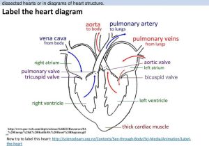 Heart Valves and the Cardiac Cycle Worksheet Answers Also 11 Interesting Facts About the Human Heart Ppt