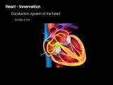 Heart Valves and the Cardiac Cycle Worksheet Answers Also Cardiac Conduction System Animation Heart Innervation Yout