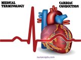 Heart Valves and the Cardiac Cycle Worksheet Answers and Medical Terminology Of the Cardiovascular System
