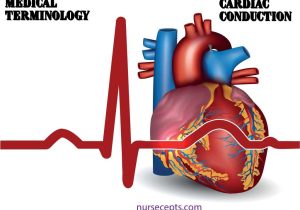 Heart Valves and the Cardiac Cycle Worksheet Answers and Medical Terminology Of the Cardiovascular System