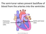 Heart Valves and the Cardiac Cycle Worksheet Answers as Well as Function Aorta Choice Image Human Anatomy organs Diagra