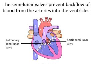 Heart Valves and the Cardiac Cycle Worksheet Answers as Well as Function Aorta Choice Image Human Anatomy organs Diagra