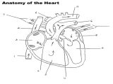 Heart Valves and the Cardiac Cycle Worksheet Answers as Well as Heart Anatomy Coloring Worksheet Structure the Human Answ