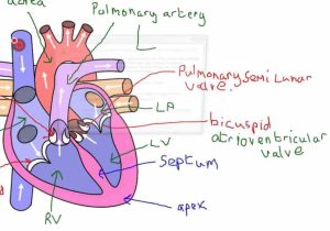 Heart Valves and the Cardiac Cycle Worksheet Answers as Well as Index Of Wpcontent