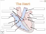 Heart Valves and the Cardiac Cycle Worksheet Answers as Well as the Label the Heart Label Heart Interior Anatomy Diagram