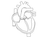 Heart Valves and the Cardiac Cycle Worksheet Answers or 18 Best Of Heart Anatomy Blood Flow Worksheet Print