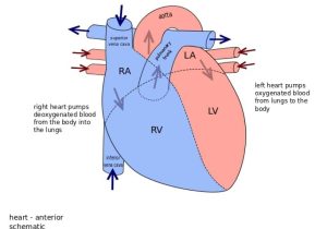 Heart Valves and the Cardiac Cycle Worksheet Answers or Basic Anatomy the Heart Easy Heart Diagram for Kids Ana