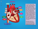 Heart Valves and the Cardiac Cycle Worksheet Answers or Heart Parts and Functions Image Collections Human Anatomy