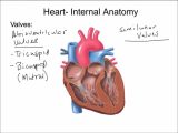 Heart Valves and the Cardiac Cycle Worksheet Answers together with Blood Cardiovascular System