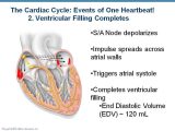 Heart Valves and the Cardiac Cycle Worksheet Answers together with Chapter 18 Cardiac Cycle and Heart sounds
