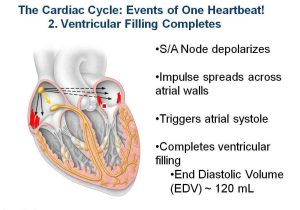 Heart Valves and the Cardiac Cycle Worksheet Answers together with Chapter 18 Cardiac Cycle and Heart sounds