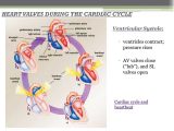 Heart Valves and the Cardiac Cycle Worksheet Answers with Monitoring the Circulatory System Ppt