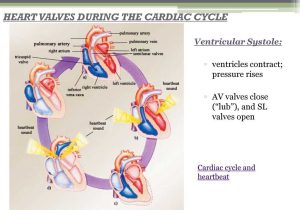Heart Valves and the Cardiac Cycle Worksheet Answers with Monitoring the Circulatory System Ppt
