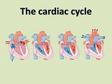 Heart Valves and the Cardiac Cycle Worksheet Answers with Online Presentation