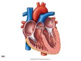 Heart Valves and the Cardiac Cycle Worksheet Answers with the Human Heart Answers Anatomy Diagram Chart