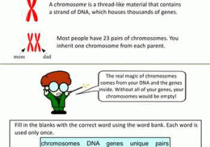 Holt Environmental Science Worksheets Also What is A Chromosome