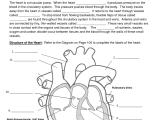 Hr Diagram Worksheet Answer Key and Respiratory System Essay Respiratory System Crossword Puzzle
