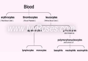 Human Blood Cell Typing Worksheet Answer Key Along with Structure and Functions Of Blood Vascular System